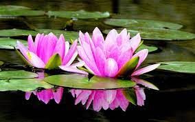 Bunga teratai selain dapat di tanam di kolam juga dapat di tanam di dalam pot. Gambar Bunga Teratai Mekar Di Air Bunga Teratai Wallpaper Bunga Bunga