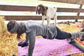 baby goat yoga