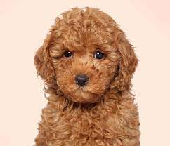 miniature poodles puppies in