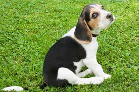 pocket beagle hundestar dein