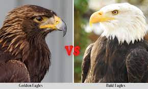 golden eagles vs bald eagles