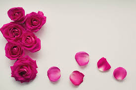 hd wallpaper pink rose petals roses