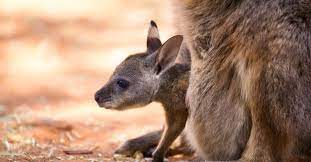 what s a baby kangaroo called 6 more