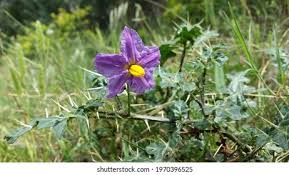 You can have good purple weed, and food green weed. Beautiful Purple Starshaped Flower Weed Yellow Stock Photo Edit Now 1970396525