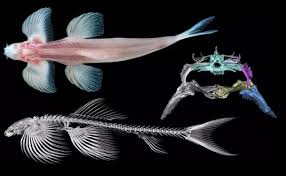 11 especies de peces serían capaces de caminar sobre la tierra: científicos  | Tiempo Digital