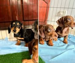 purebreed miniature dachshunds south