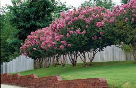12 best trees for small yards