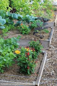 prep your garden beds for planting