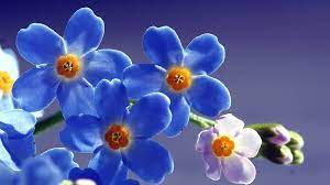 blue beautiful flowers blue flowers