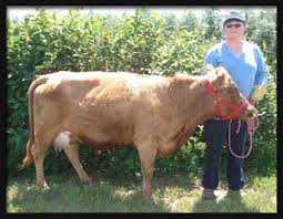 Dexter Cattle History Traits Commercial Potential