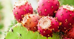 All prickly pears from the opuntia genus are edible, although you may discover that not all varieties are tasty and delicious. How To Grow Prickly Pear Cactus Lovethegarden