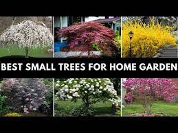 Ornamental Trees For Front Yard