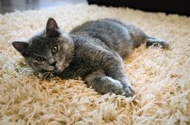 dog urine and cat urine affects your carpet
