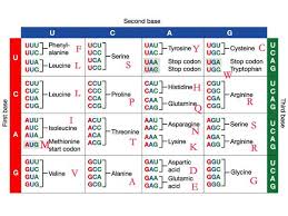 Amino Acid Sequence Chart 2 Template Format