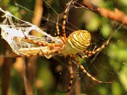 garden spiders pictures and
