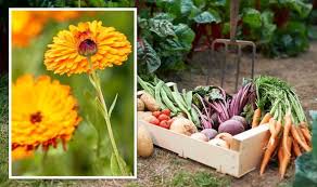 Gardening Best Flowers To Grow With