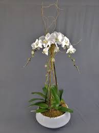 ont orchids in boca raton fl