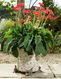 Robin Plant Pot Feet Set Of 3