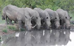 Image result for rhinos