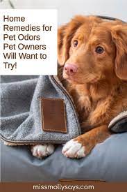 home remes for pet odors easy