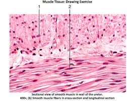1 diagram unlabeled free pdf ebook download: Solved Muscle Tissue Drawing Exercise Sectional View Of Chegg Com