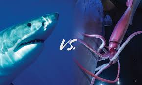 great white shark vs giant squid who s