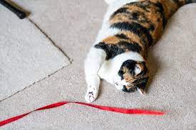 my cat ate ribbon in westville in