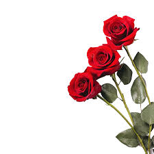 beautiful red roses lie on white