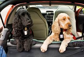 5 Best Dog Car Seats Uk Top