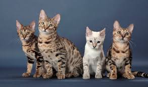 They generally also have a marbled pattern to their coat. Bengal Cat Breed Information
