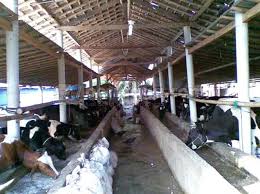 Secara genetik, sapi limosin adalah sapi potong yang berasal dari wilayah beriklim dingin dan di indonesia sendiri sapi limosin sering di kawin silangkan dengan berbagai jenis sapi lain, misalnya kandang individu di rasa lebih cocok bagi sapi limosin untuk bertumbuh lebih cepat, karena tidak. 24 Desain Konstruksi Kandang Sapi Sederhana Pilihan Ndik Cute766