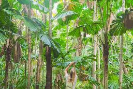 daintree wilderness day tour in cairns