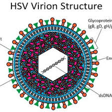 pdf herpes simplex virus human