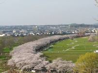 Kitakami Tenshochi Sakura Festival 2024