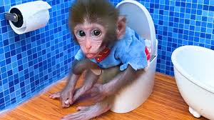 baby monkey bon bon go to the toilet
