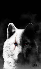 Cool Black And White Wolf Wallpapers ...
