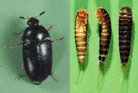 diy black carpet beetle control and
