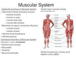Muscular System Facts Musculoskeletal System Human Body