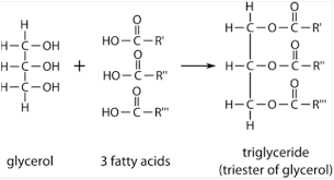 what are lipids structure properties
