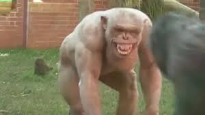 ripped chimps with razor sharp fangs