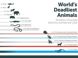 Bill Gates Mosquitoes Are The Deadliest Animals Business