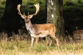 british deer guide how to identify and