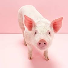 quirky gifts for the pig lover the