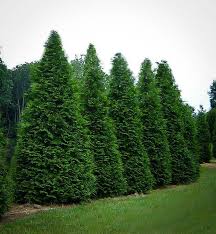 Start studying falsecypress, cypress and arborvitaes. Buy Thuja Green Giant Thuja Trees For Sale The Tree Center