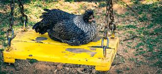 And you should give them the treats after they have come to attention and approached you. Chicken Swing Which One To Buy And How To Train Your Chickens The Happy Chicken Coop