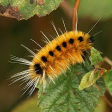 Its base color is black with black spikes it seems to have short little white hairs and smooth orange spots on its back! Orange Hairy Caterpillar With Black Spots And Long White Hairs Pencils Lophocampa Maculata Bugguide Net Black Caterpillar Long White Hair Caterpillar