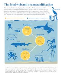A Rippling Effect Ocean Acidification Food Webs The