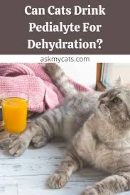 can cats drink pedialyte how is it