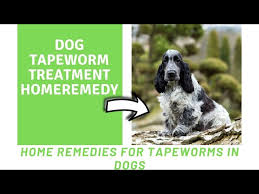 dog tapeworm treatment home remedy