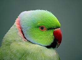 indian parrot 1080p 2k 4k 5k hd